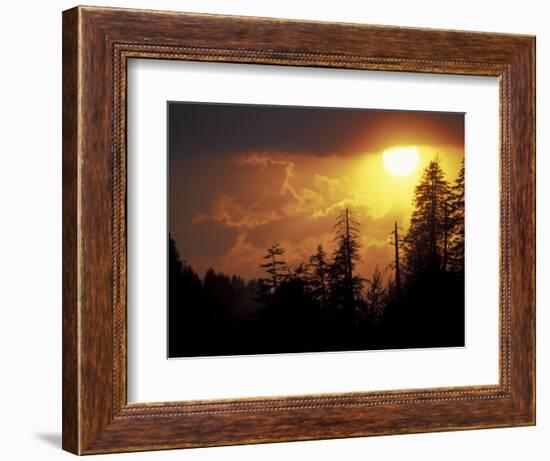 Mountain-top Trees Silhouetted at Sunset, Great Smoky Mountains National Park, Tennessee, USA-Adam Jones-Framed Photographic Print