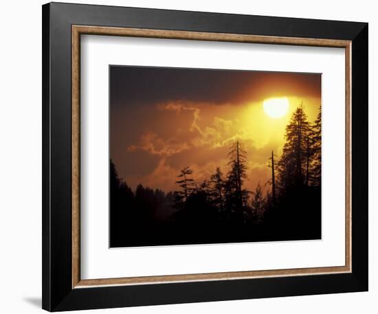 Mountain-top Trees Silhouetted at Sunset, Great Smoky Mountains National Park, Tennessee, USA-Adam Jones-Framed Photographic Print