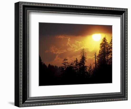 Mountain-top Trees Silhouetted at Sunset, Great Smoky Mountains National Park, Tennessee, USA-Adam Jones-Framed Photographic Print