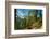 Mountain trail winding through forest, Dolomites, Italy-Konrad Wothe-Framed Photographic Print