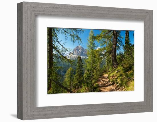 Mountain trail winding through forest, Dolomites, Italy-Konrad Wothe-Framed Photographic Print