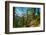 Mountain trail winding through forest, Dolomites, Italy-Konrad Wothe-Framed Photographic Print