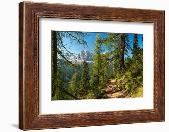 Mountain trail winding through forest, Dolomites, Italy-Konrad Wothe-Framed Photographic Print