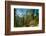 Mountain trail winding through forest, Dolomites, Italy-Konrad Wothe-Framed Photographic Print