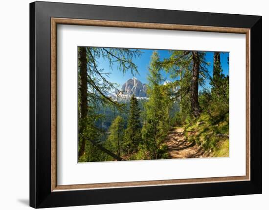 Mountain trail winding through forest, Dolomites, Italy-Konrad Wothe-Framed Photographic Print