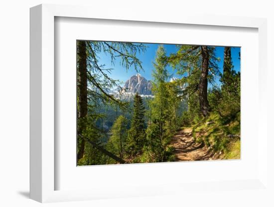 Mountain trail winding through forest, Dolomites, Italy-Konrad Wothe-Framed Photographic Print