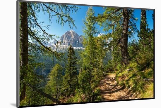 Mountain trail winding through forest, Dolomites, Italy-Konrad Wothe-Mounted Photographic Print