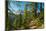 Mountain trail winding through forest, Dolomites, Italy-Konrad Wothe-Mounted Photographic Print