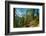 Mountain trail winding through forest, Dolomites, Italy-Konrad Wothe-Framed Photographic Print