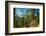 Mountain trail winding through forest, Dolomites, Italy-Konrad Wothe-Framed Photographic Print