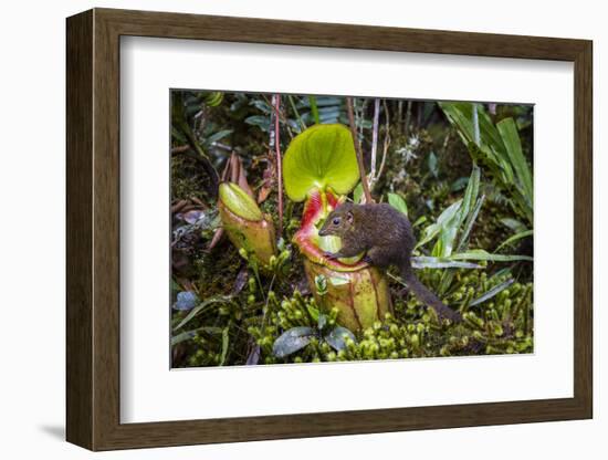 Mountain tree shrew feeding on nectar secreted by the endemic Pitcher Plant, slopes of Mt Kinabalu-Paul Williams-Framed Photographic Print