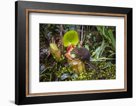 Mountain tree shrew feeding on nectar secreted by the endemic Pitcher Plant, slopes of Mt Kinabalu-Paul Williams-Framed Photographic Print