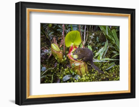 Mountain tree shrew feeding on nectar secreted by the endemic Pitcher Plant, slopes of Mt Kinabalu-Paul Williams-Framed Photographic Print