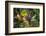 Mountain tree shrew feeding on nectar secreted by the endemic Pitcher Plant, slopes of Mt Kinabalu-Paul Williams-Framed Photographic Print