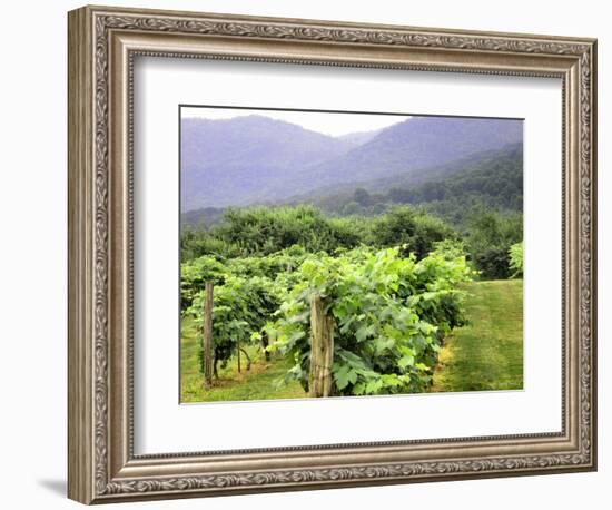 Mountain Vineyard-Herb Dickinson-Framed Photographic Print