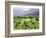 Mountain Vineyard-Herb Dickinson-Framed Photographic Print