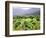 Mountain Vineyard-Herb Dickinson-Framed Photographic Print