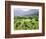 Mountain Vineyard-Herb Dickinson-Framed Photographic Print