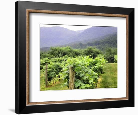Mountain Vineyard-Herb Dickinson-Framed Photographic Print