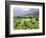 Mountain Vineyard-Herb Dickinson-Framed Photographic Print