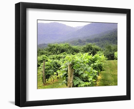 Mountain Vineyard-Herb Dickinson-Framed Photographic Print