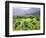 Mountain Vineyard-Herb Dickinson-Framed Photographic Print