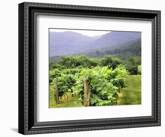 Mountain Vineyard-Herb Dickinson-Framed Photographic Print