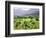 Mountain Vineyard-Herb Dickinson-Framed Photographic Print