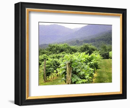 Mountain Vineyard-Herb Dickinson-Framed Photographic Print