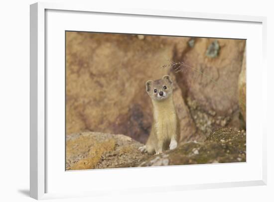 Mountain Weasel (Mustela Altaica) Lhasa City, Qinghai-Tibet Plateau, Tibet, China, Asia-Dong Lei-Framed Photographic Print