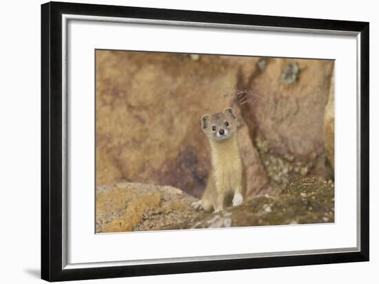Mountain Weasel (Mustela Altaica) Lhasa City, Qinghai-Tibet Plateau, Tibet, China, Asia-Dong Lei-Framed Photographic Print