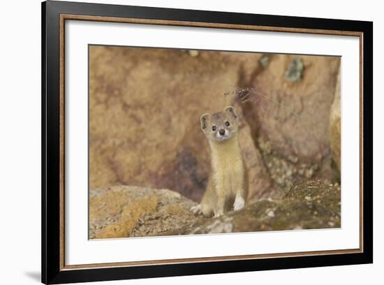 Mountain Weasel (Mustela Altaica) Lhasa City, Qinghai-Tibet Plateau, Tibet, China, Asia-Dong Lei-Framed Photographic Print