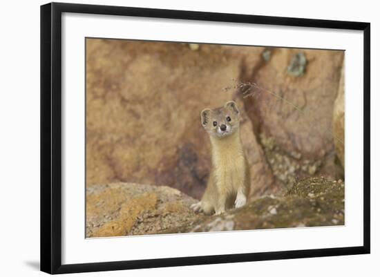 Mountain Weasel (Mustela Altaica) Lhasa City, Qinghai-Tibet Plateau, Tibet, China, Asia-Dong Lei-Framed Photographic Print