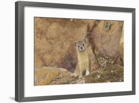 Mountain Weasel (Mustela Altaica) Lhasa City, Qinghai-Tibet Plateau, Tibet, China, Asia-Dong Lei-Framed Photographic Print