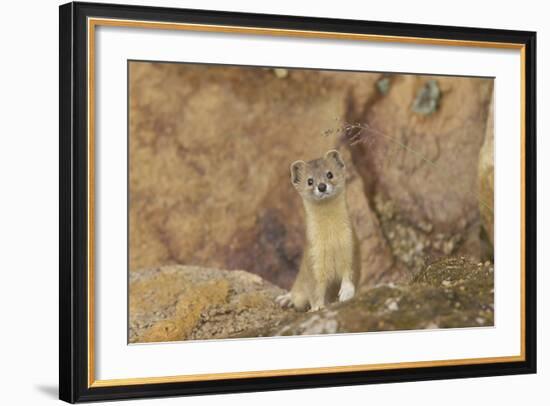 Mountain Weasel (Mustela Altaica) Lhasa City, Qinghai-Tibet Plateau, Tibet, China, Asia-Dong Lei-Framed Photographic Print