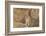 Mountain Weasel (Mustela Altaica) Lhasa City, Qinghai-Tibet Plateau, Tibet, China, Asia-Dong Lei-Framed Photographic Print