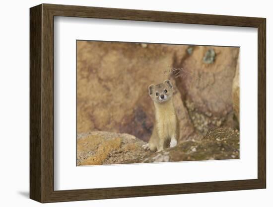 Mountain Weasel (Mustela Altaica) Lhasa City, Qinghai-Tibet Plateau, Tibet, China, Asia-Dong Lei-Framed Photographic Print