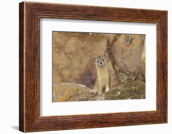 Mountain Weasel (Mustela Altaica) Lhasa City, Qinghai-Tibet Plateau, Tibet, China, Asia-Dong Lei-Framed Photographic Print