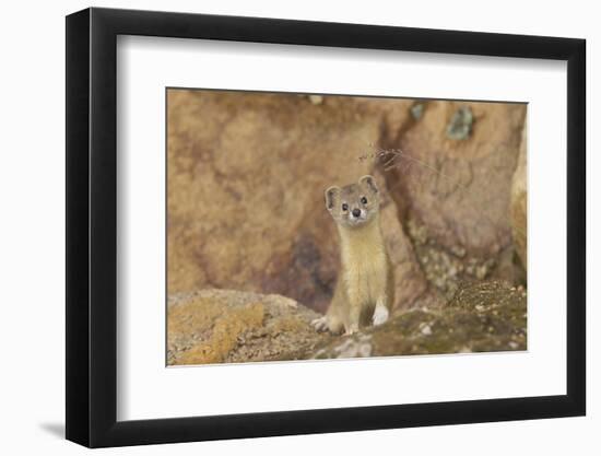 Mountain Weasel (Mustela Altaica) Lhasa City, Qinghai-Tibet Plateau, Tibet, China, Asia-Dong Lei-Framed Photographic Print