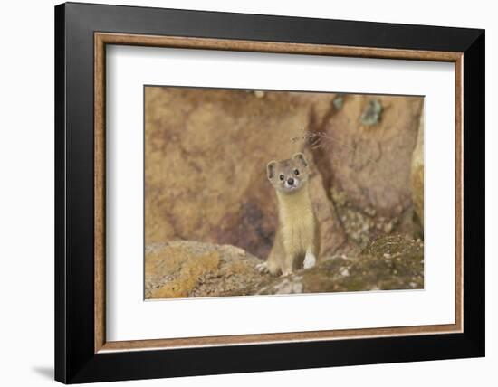 Mountain Weasel (Mustela Altaica) Lhasa City, Qinghai-Tibet Plateau, Tibet, China, Asia-Dong Lei-Framed Photographic Print