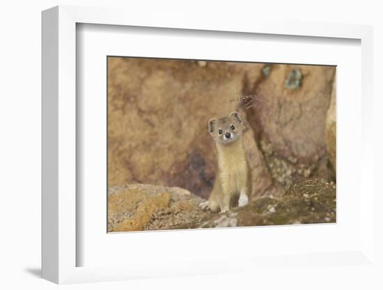 Mountain Weasel (Mustela Altaica) Lhasa City, Qinghai-Tibet Plateau, Tibet, China, Asia-Dong Lei-Framed Photographic Print