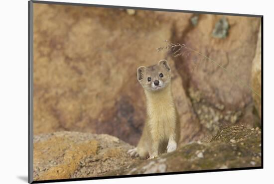 Mountain Weasel (Mustela Altaica) Lhasa City, Qinghai-Tibet Plateau, Tibet, China, Asia-Dong Lei-Mounted Photographic Print