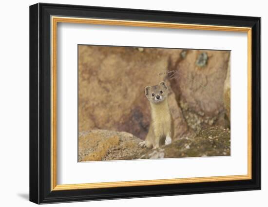 Mountain Weasel (Mustela Altaica) Lhasa City, Qinghai-Tibet Plateau, Tibet, China, Asia-Dong Lei-Framed Photographic Print