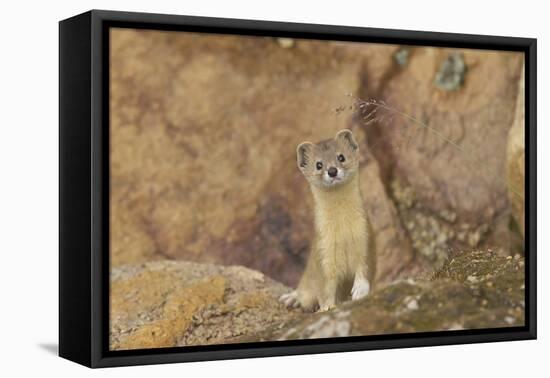 Mountain Weasel (Mustela Altaica) Lhasa City, Qinghai-Tibet Plateau, Tibet, China, Asia-Dong Lei-Framed Premier Image Canvas