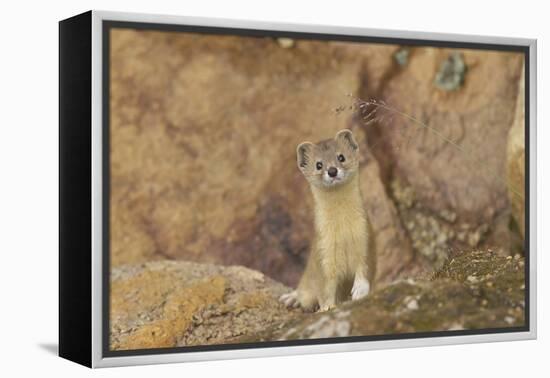Mountain Weasel (Mustela Altaica) Lhasa City, Qinghai-Tibet Plateau, Tibet, China, Asia-Dong Lei-Framed Premier Image Canvas
