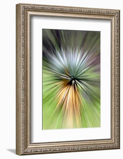 Mountain Yucca-Douglas Taylor-Framed Photographic Print