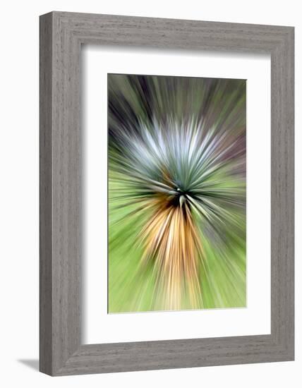 Mountain Yucca-Douglas Taylor-Framed Photographic Print