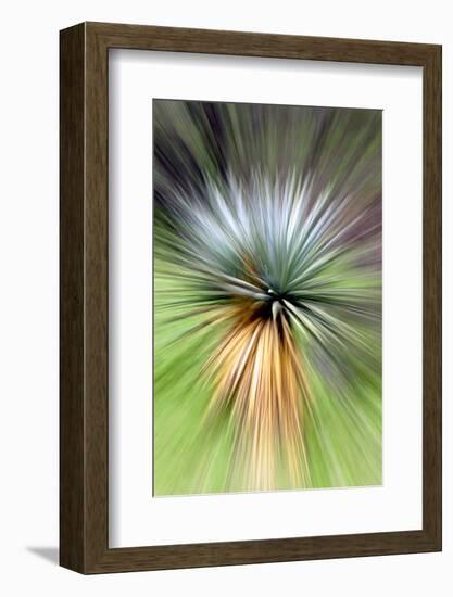 Mountain Yucca-Douglas Taylor-Framed Photographic Print