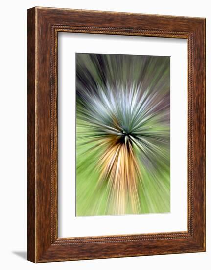 Mountain Yucca-Douglas Taylor-Framed Photographic Print