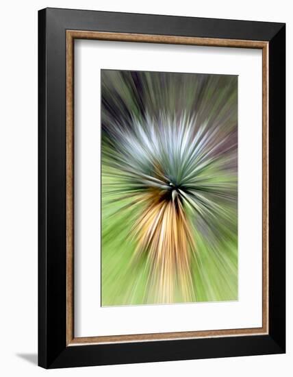 Mountain Yucca-Douglas Taylor-Framed Photographic Print